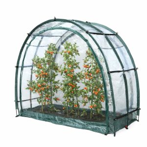 CultiCave TRIO modular greenhouse shown with tomatoes growing inside.